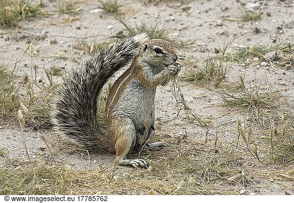 Kap-Borstenhörnchen  Nagetiere  Säugetiere  Tiere  female ground squirrel eating graß