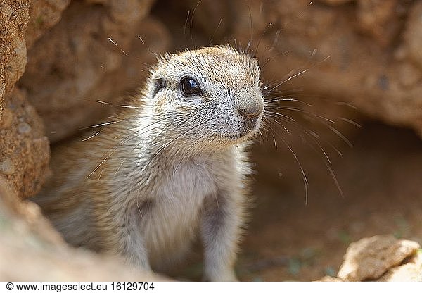 Kap-Erdhörnchen (Xerus inauris)  erwachsen  Blick aus dem Höhleneingang  wachsam  Kgalagadi Transfrontier Park  Nordkap  Südafrika  Afrika.