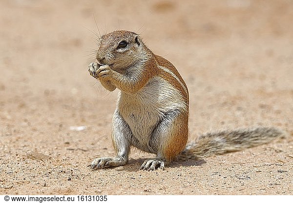 Kap-Erdhörnchen (Xerus inauris)  sitzend  erwachsen  beim Fressen  Kgalagadi Transfrontier Park  Nordkap  Südafrika  Afrika.