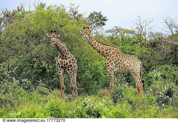 Kap-Giraffe (Giraffa camelopardalis giraffa)  zwei subadulte Tiere  Saint Lucia Mündung  Isimangaliso Wetland Park  Kwazulu Natal  Südafrika