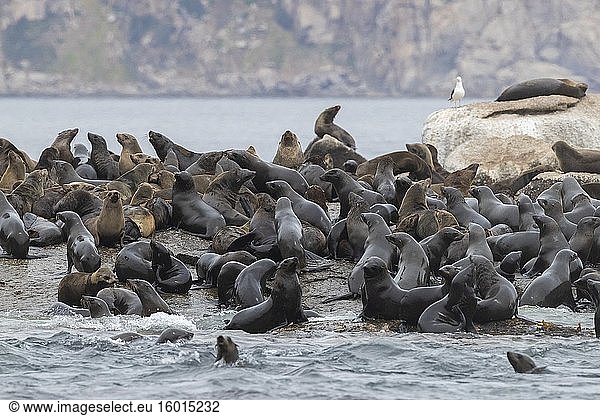 Kap-Pelzrobbe (Arctocephalus pusillus)  Kolonie bei Hout Bay  Westkap  Südafrika.