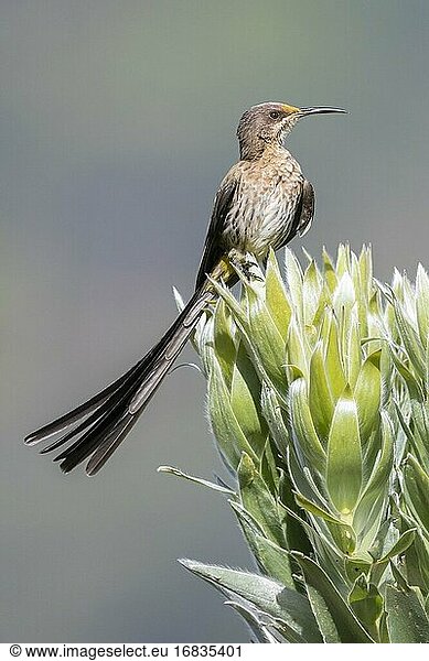 Kap-Zuckervogel (Promerops cafer)  erwachsenes Männchen auf einer Blüte sitzend  Westkap  Südafrika.