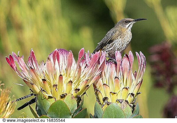 Kap-Zuckervogel (Promerops cafer)  erwachsenes Männchen auf einer Blüte sitzend  Westkap  Südafrika.