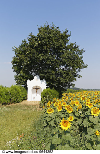 Kapelle und Sonnenblumenfeld  bei Pamhagen  Seewinkel  Nordburgenland  Burgenland  Österreich  Europa