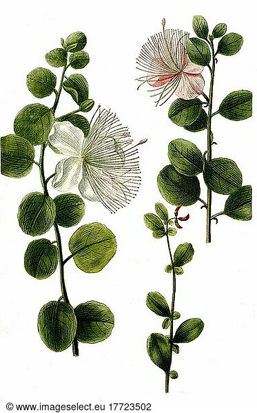 Kapernstrauch (Capparis spinosa)  Historisch  digital restaurierte Reproduktion von einer Vorlage aus dem 18. Jahrhundert
