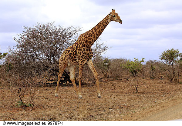 Kapgiraffe (Giraffa camelopardalis giraffa)  adult  Krüger Nationalpark  Südafrika