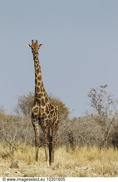 Kapgiraffe (Giraffa camelopardalis giraffa)  aufmerksames Männchen  Etosha-Nationalpark  Namibia  Afrika