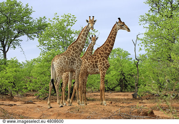 Kapgiraffe (Giraffa camelopardalis giraffa)  drei männliche Alttiere  Krüger Nationalpark  Südafrika  Afrika