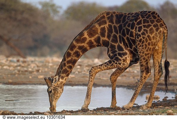 Kapgiraffe (Giraffa camelopardalis giraffa)  Männchen beim Trinken am Wasserloch  Abendlicht  Etosha-Nationalpark  Namibia  Afrika
