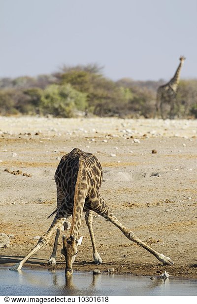 Kapgiraffe (Giraffa camelopardalis giraffa) Männchen beim Trinken am Wasserloch Etosha-Nationalpark Namibia Afrika