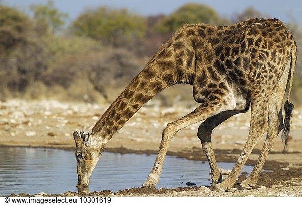 Kapgiraffe (Giraffa camelopardalis giraffa)  Männchen beim Trinken am Wasserloch  Etosha-Nationalpark  Namibia  Afrika