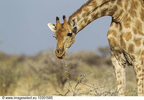 Kapgiraffe (Giraffa camelopardalis giraffa) Weibchen beim Fressen von gelben Blüten und Akazienblättern (Acacia nebrownii) Etosha-Nationalpark Namibia Afrika