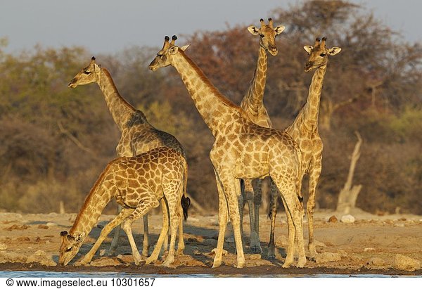 Kapgiraffen (Giraffa camelopardalis giraffa)  Gruppe von Weibchen mit jungem Männchen  vorne  am Wasserloch  Abendlicht  Etosha-Nationalpark  Namibia  Afrika