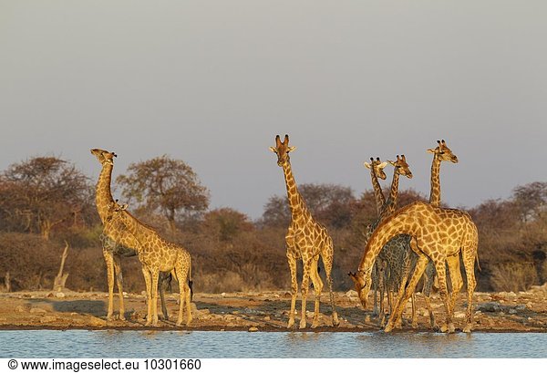 Kapgiraffen (Giraffa camelopardalis giraffa) Herde am Wasserloch Abendlicht Etosha-Nationalpark Namibia Afrika