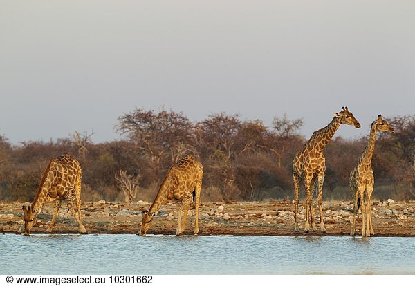 Kapgiraffen (Giraffa camelopardalis giraffa) Männchen links und drei Weibchen am Wasserloch Abendlicht Etosha-Nationalpark Namibia Afrika