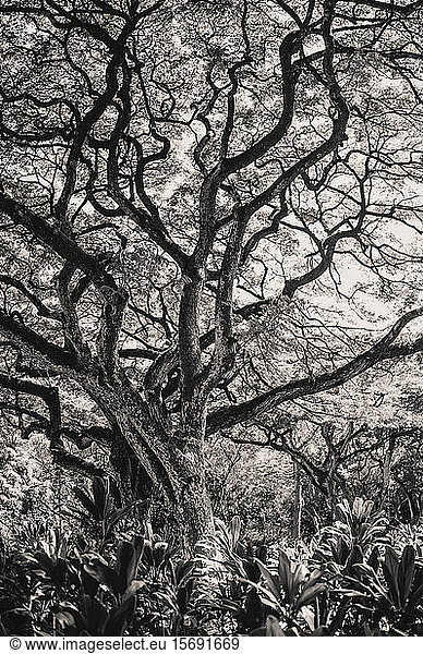 kapok tree nature Hawaii branches