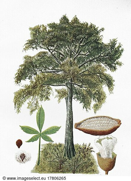 Kapokbaum (Ceiba pentandra)  Kapok  Java cotton  Java kapok  silk-cotton  Samauma  or ceiba  Historisch  digital restaurierte Reproduktion einer Vorlage aus dem 19. Jahrhundert