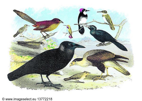 Karakara-Adler  Krähe und Eisvogel 1880