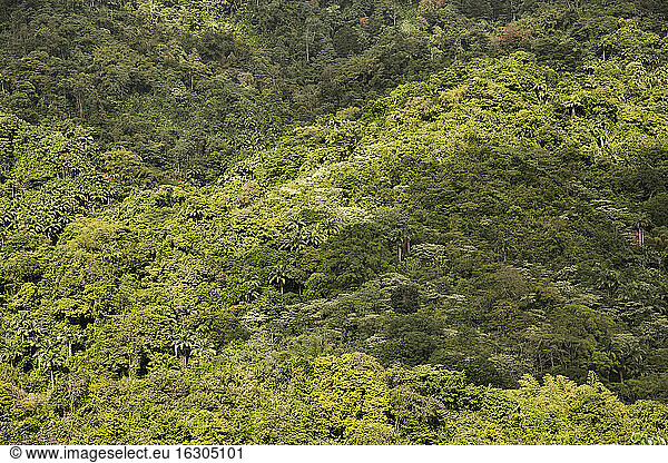 Karibik  Antillen  Kleine Antillen  Trinidad und Tobago  Tobago  Regenwald