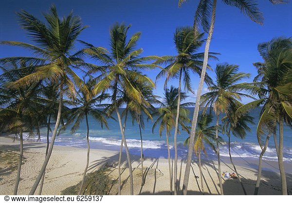 Karibik  Westindische Inseln  Barbados  Mittelamerika  Bottom Bay