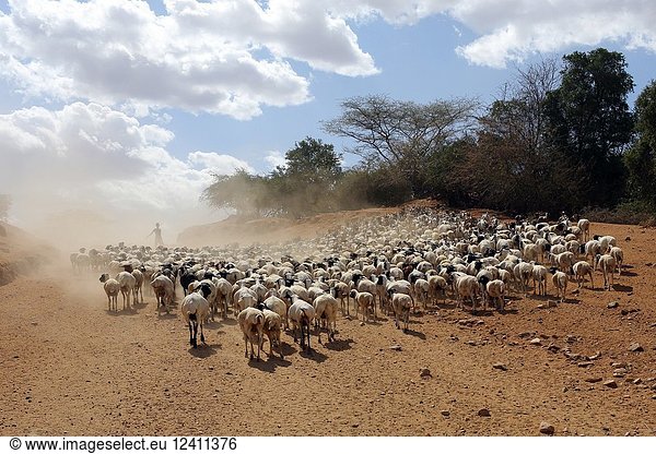 Karo boy with his flock of goats iln the savannah of South Ethiopia  East Africa.