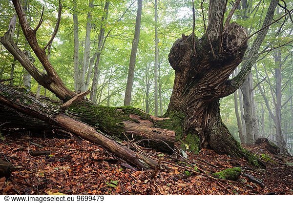 Kastanienbaum Kastanie Castanea niedlich süß lieb Landschaft Baum antik Katalonien Spanien