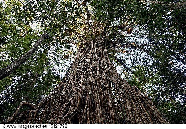 Kathedrale Feigenbaum  Atherton Tablelands  Queensland  Australien