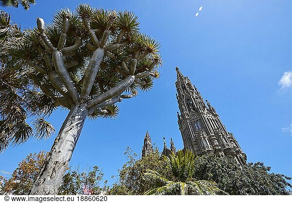Kathedrale von Arucas  Turm  Superweitwinkel  Gegenlicht  Drachenbaum (Draco Arbor)  Blauer Himmel  wenige weiße Wolken  Arucas  Gran Canaria  Kanarische Inseln  Spanien  Europa