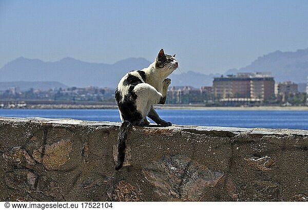 Katze auf Mauer an Uferpromenade kratzt sich  Aguilas  Murcia  Spanien  Europa