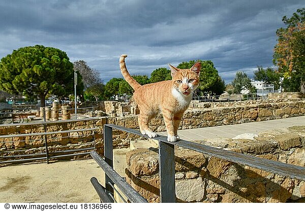 Katze  Ausgrabungsstätte Agia Kyriaki Chrysopolitissa  Paphos  Zypern  Europa