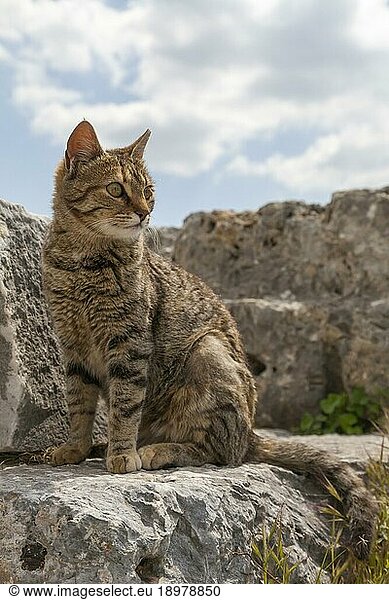 Katze im Ruinenfeld von Ephesos  Efes  Provinz Izmir  Türkei  Asien