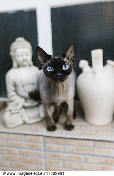 Katze inmitten einer Buddha-Skulptur und einer Vase auf einer Stützmauer