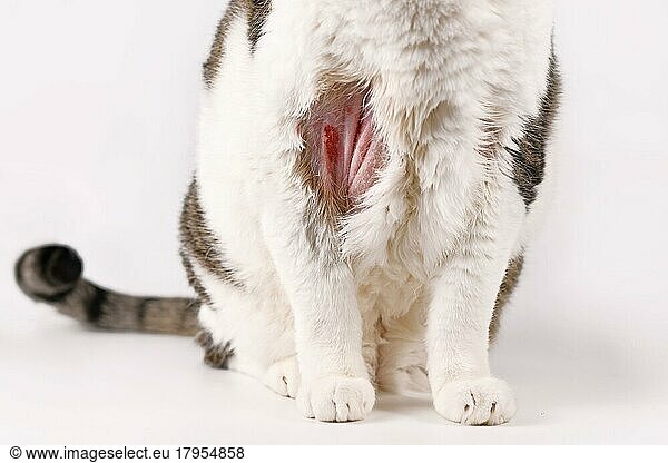 Katze mit infizierter Hautkratzwunde und kahler Stelle am Oberarm
