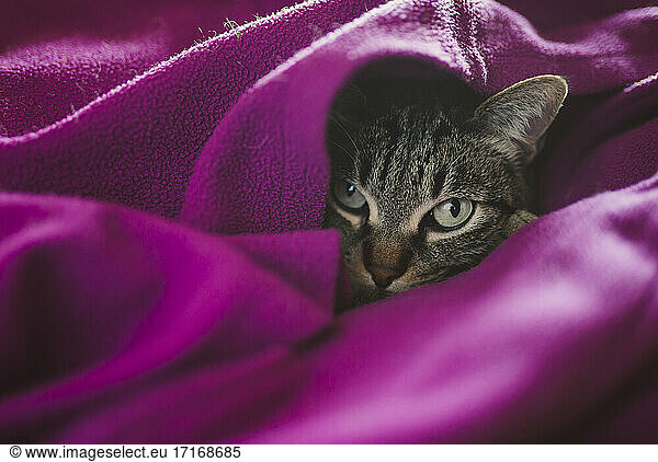 Katze mit lila Decke  die sich zu Hause ausruht