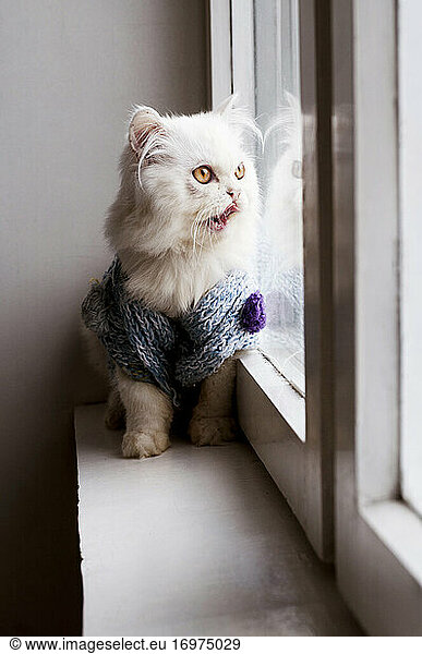 Katze mit Pullover im Fenster leckend
