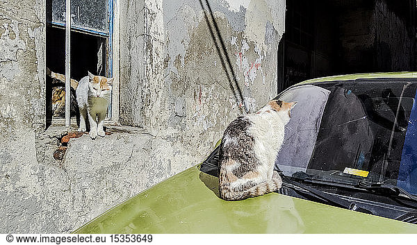 Katze schaut auf Windschutzscheibe  andere Katzen am Fenster des Hauses  Istanbul  Türkei