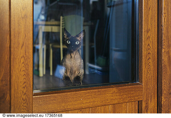 Katze schaut durch Glas auf Holztür in Café