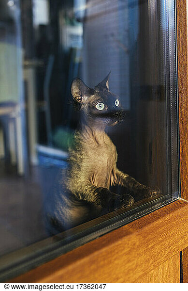 Katze schaut durch Glas im Café