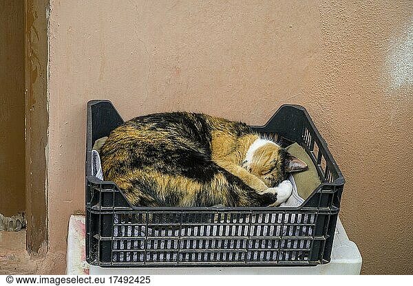 Katze schläft in Plastiksteige  Valle Gran Rey  La gomera  Spanien  Europa