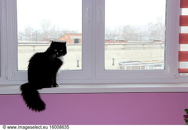 Katze sitzt am Fenster und schaut hinaus. Haustier auf Fensterbank. Haustier genießt den Blick aus dem Fenster.