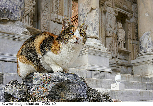 Katze sitzt auf Stein vor altem Gebäude