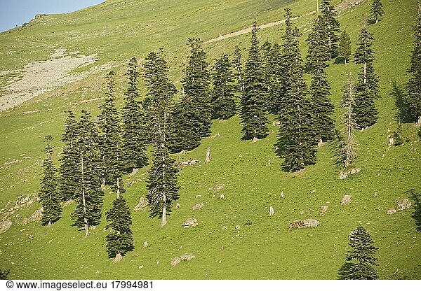 Kaukasusfichte  Orientfichte  Morgenländische Fichte (Picea orientalis)  Sapindusfichte  Kaukasus-Fichte  Kieferngewächse  Caucasian Spruce degraded montane forest  heavily overgrazed  at 2000m