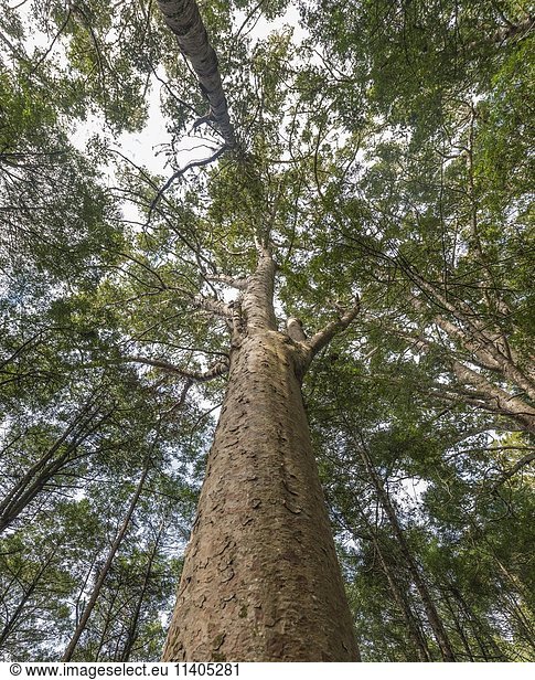 Kauri-Baum (Agathis australis) im Wald  Northland  Nordinsel  Neuseeland  Ozeanien