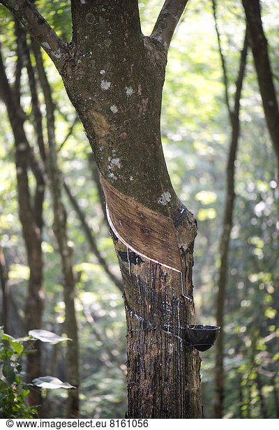 Kautschukbaum (Hevea brasiliensis)  Naturkautschuk-Gewinnung auf einer Plantage
