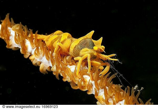Kegel-Spinnenkrabbe (Xenocarcinus tuberculatus)  Drahtkorallenkrabbe  Xeno-Krabbe  West-Pazifik  Negros Oriental  Visayas  Philippinen  Asien
