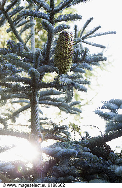 kegelförmig Kegel Close-up Kiefer Pinus sylvestris Kiefern Föhren Pinie