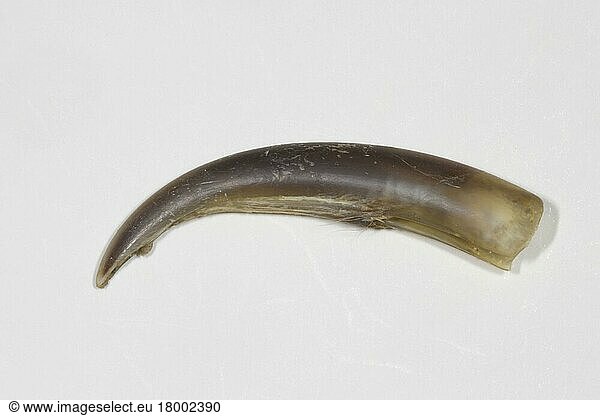 Kegelrobbe  Kegelrobben (Halichoerus grypus)  Meeressäuger  Raubtiere  Robben  Säugetiere  Tiere  Grey Seal claw