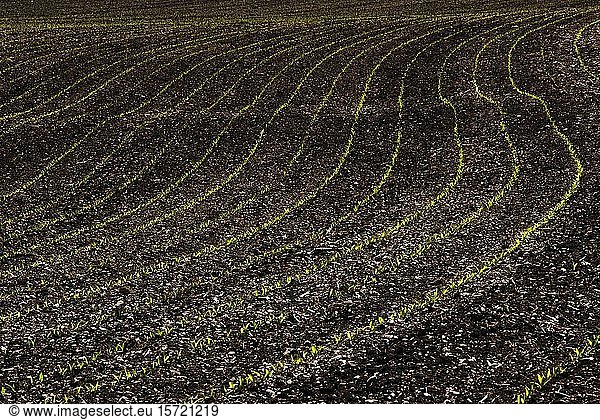 Keimende Maispflanzen in Reihen  Maisfeld  Hausruckviertel  Oberösterreich  Österreich  Europa