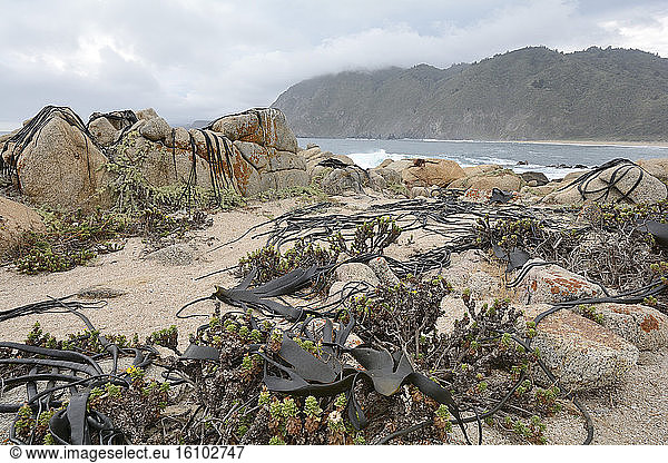 Kelp 'Cochayuyo' (Durvillaea antarctica) stranded on the coast  Quintay  V Region of Valparaiso  Chile