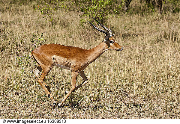 Kenia  Impala läuft durch Savanne